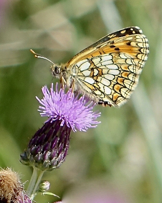 heath fritillary